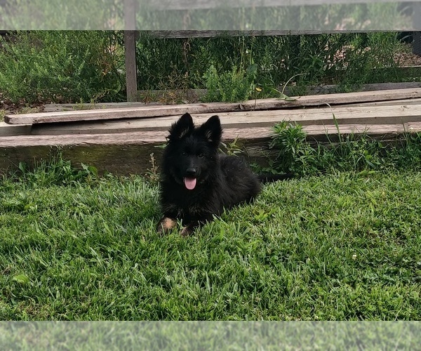 Medium Photo #6 German Shepherd Dog Puppy For Sale in COUCH, MO, USA