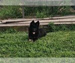 Small #5 German Shepherd Dog