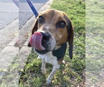 Small #4 Beagle