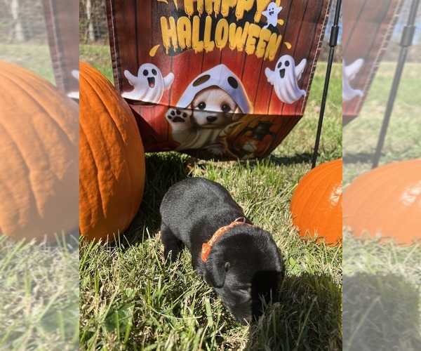 Medium Photo #8 Labrador Retriever Puppy For Sale in NEOLA, WV, USA