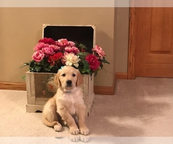 Medium Photo #5 Golden Retriever Puppy For Sale in WEBSTER CITY, IA, USA