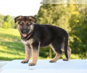 German Shepherd Dog Puppy for sale in MILLERSBURG, OH, USA