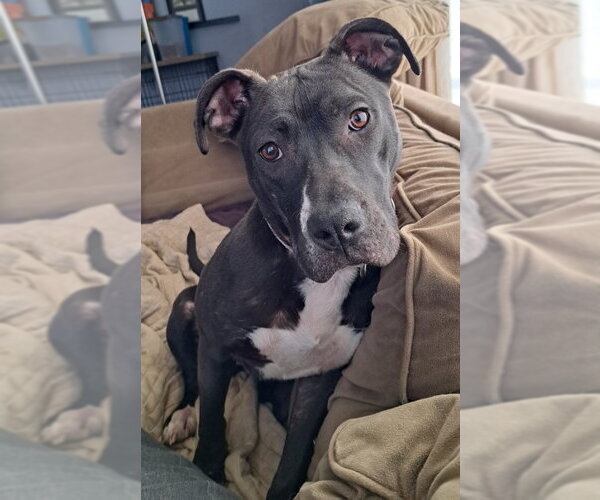 Medium Photo #57 American Pit Bull Terrier-Unknown Mix Puppy For Sale in Germantown, OH, USA