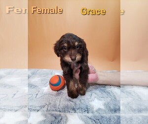 Aussiedoodle Miniature  Puppy for sale in HENDERSON, NV, USA