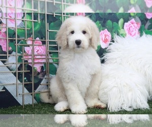 Bernedoodle Puppy for sale in MARIETTA, GA, USA