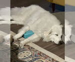Small #24 Great Pyrenees