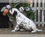Small Photo #3 Dalmatian Puppy For Sale in FREDERICKSBG, OH, USA