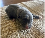 Small Photo #5 Australian Shepherd Puppy For Sale in TONASKET, WA, USA