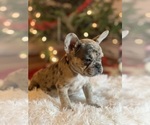 Small Photo #19 French Bulldog Puppy For Sale in FAYETTEVILLE, GA, USA