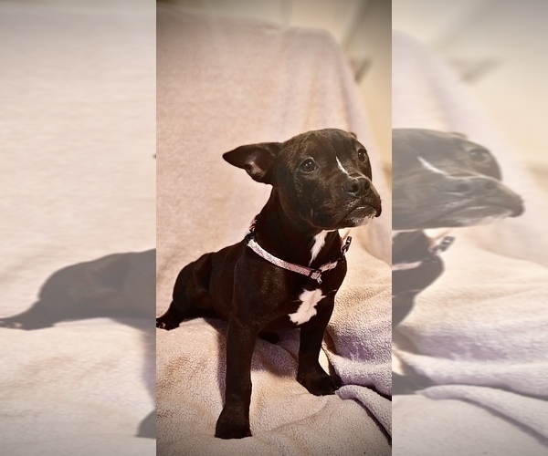 Medium Photo #3 American Bully Puppy For Sale in CLOVER, SC, USA
