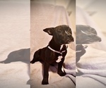 Small #2 American Bully