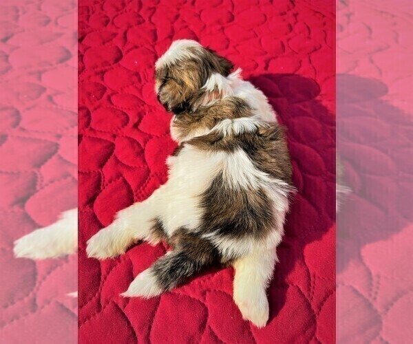 Medium Photo #32 Shih Tzu Puppy For Sale in MOORESVILLE, NC, USA