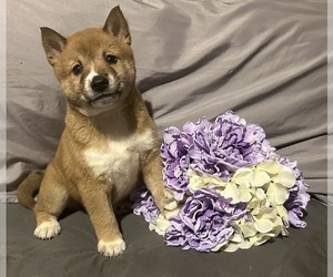 Shiba Inu Puppy for sale in BLOOMSBURG, PA, USA