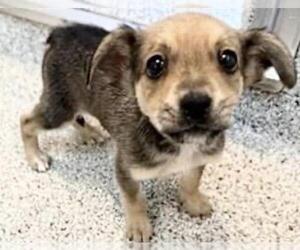 Mutt Dogs for adoption in Houston, TX, USA