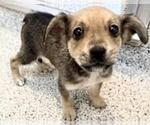 Small Mutt