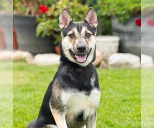 German Shepherd Dog-Unknown Mix Dogs for adoption in Camarillo, CA, USA