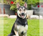 Small German Shepherd Dog Mix