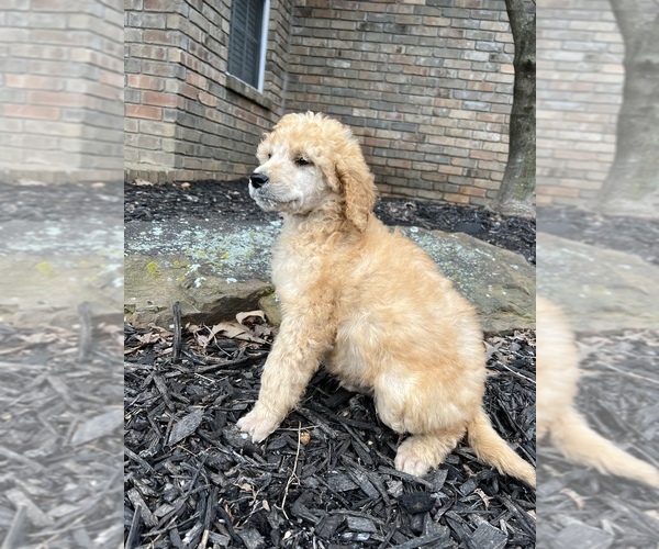 Medium Photo #3 Poodle (Standard) Puppy For Sale in CHARLESTON, AR, USA