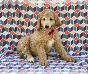 Goldendoodle Puppy for sale in LANCASTER, PA, USA