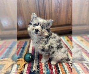 Pomsky Puppy for Sale in KINGSTON, Oklahoma USA