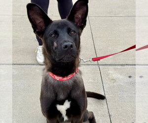 Neo - Male Mutt Dog for Adoption - Photo #2