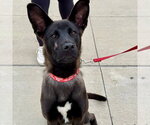 Small Photo #2 Mutt Puppy For Sale in Canton, CT, USA