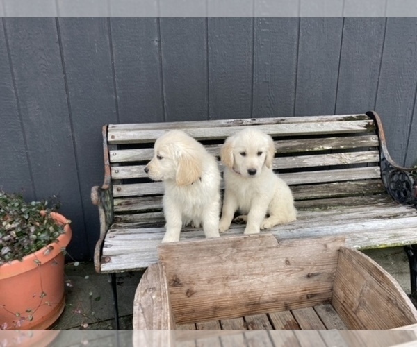 Medium Photo #4 English Cream Golden Retriever Puppy For Sale in BARNWELL, SC, USA