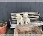 Small Photo #4 English Cream Golden Retriever Puppy For Sale in BARNWELL, SC, USA