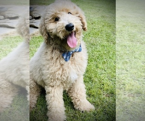 Goldendoodle Puppy for sale in MURPHY, NC, USA