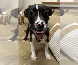 American Pit Bull Terrier-Unknown Mix Dogs for adoption in Mundelein, IL, USA