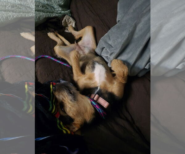 Medium Photo #10 Mutt Puppy For Sale in Rockaway, NJ, USA