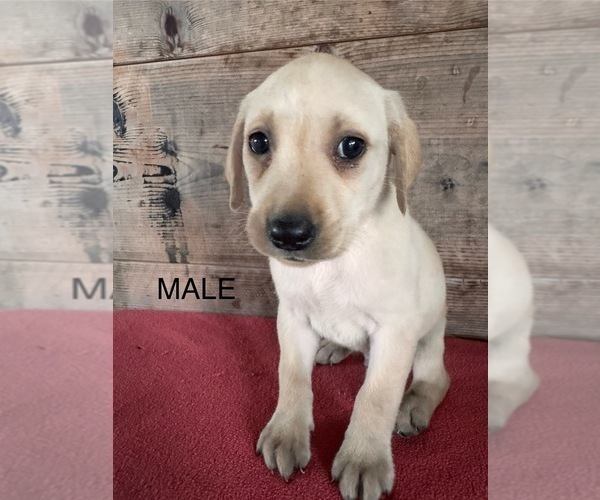Medium Photo #2 Labrador Retriever Puppy For Sale in VERMONTVILLE, MI, USA