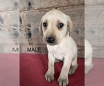 Small #1 Labrador Retriever