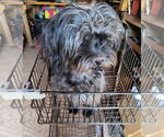 Small Maltese Mix