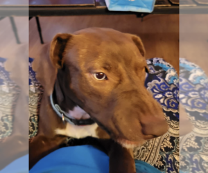 American Pit Bull Terrier Dogs for adoption in Coralville, IA, USA