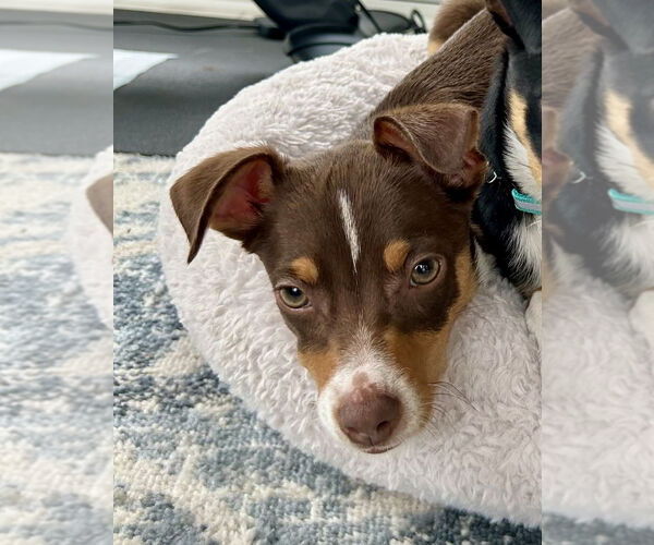 Medium Photo #1 Australian Shepherd-Chihuahua Mix Puppy For Sale in Mooresville, NC, USA