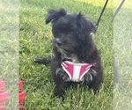 Small #8 Morkie