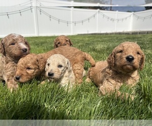 Goldendoodle (Miniature) Litter for sale in SPOKANE, WA, USA