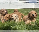 Small Goldendoodle (Miniature)