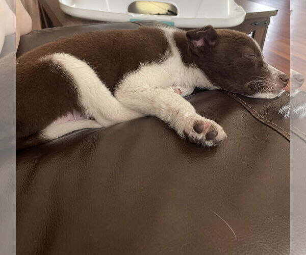 Medium Photo #3 Huskies -Labrador Retriever Mix Puppy For Sale in Princeton, MN, USA