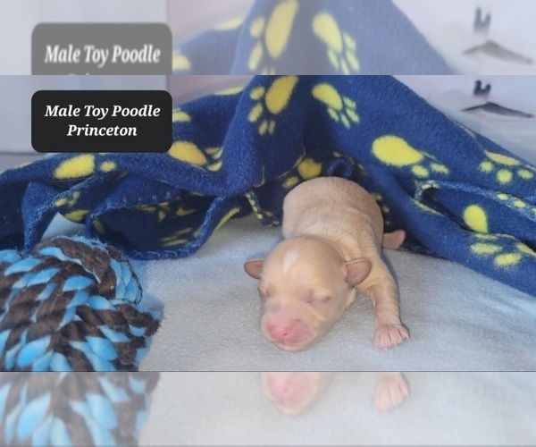 Medium Photo #2 Havapoo Puppy For Sale in TUCSON, AZ, USA