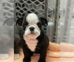 Small Photo #2 Bulldog Puppy For Sale in FRESNO, CA, USA