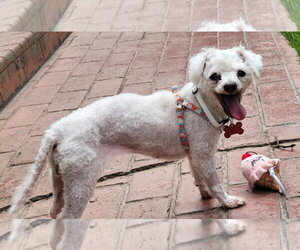 Maltipoo (Miniature) Dogs for adoption in San Diego, CA, USA