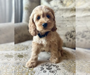 Cock-A-Poo Puppy for sale in COOLIDGE, AZ, USA