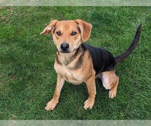 Beagle-Unknown Mix Dogs for adoption in San Clemente, CA, USA
