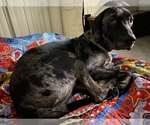 Small Photo #12 Catahoula Leopard Dog-Dalmatian Mix Puppy For Sale in THOUSAND OAKS, CA, USA
