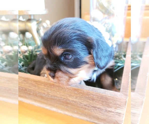 Medium Photo #5 Cavalier King Charles Spaniel Puppy For Sale in MEMPHIS, NY, USA