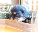 Small Photo #5 Cavalier King Charles Spaniel Puppy For Sale in MEMPHIS, NY, USA