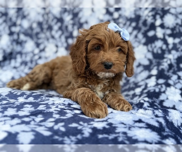 Medium Photo #2 Cock-A-Poo Puppy For Sale in LAKELAND, FL, USA