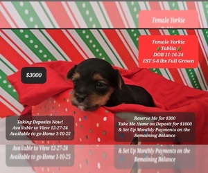 Yorkshire Terrier Puppy for sale in TUCSON, AZ, USA